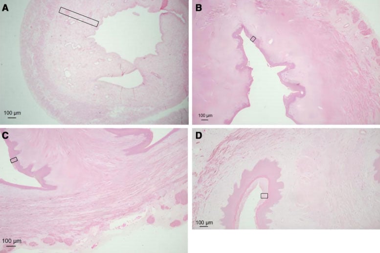 Morphological Changes in Each Group Jinfeng Pills